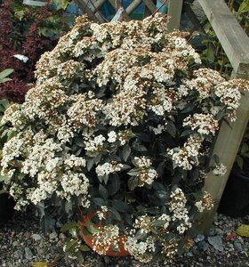 Viburnum tinus Eve Price