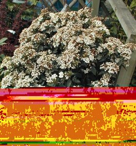 Viburnum tinus Eve Price
