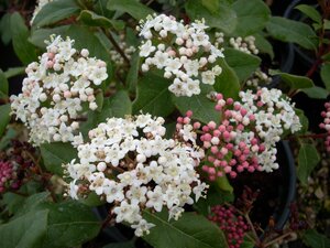 Viburnum tinus Gwenllian