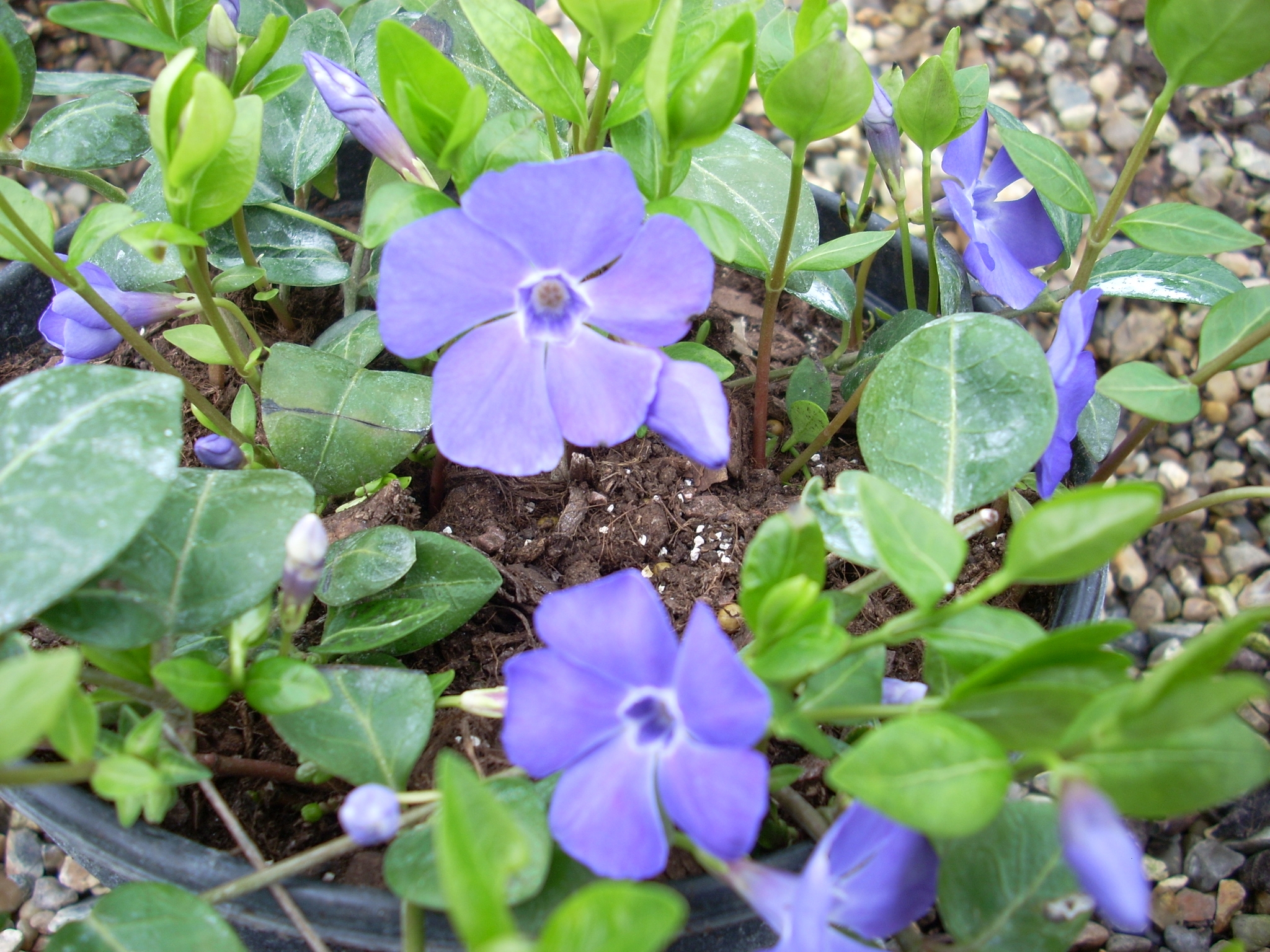 Vinca Bowles Variety - Thompsons Plants & Garden Centres