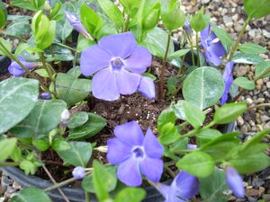 Vinca Bowles Variety  - image 1