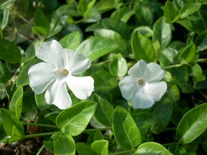 Vinca minor Alba - image 1