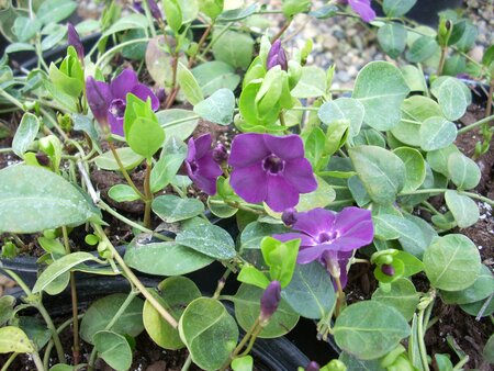 Vinca minor Atropurpurea - image 1