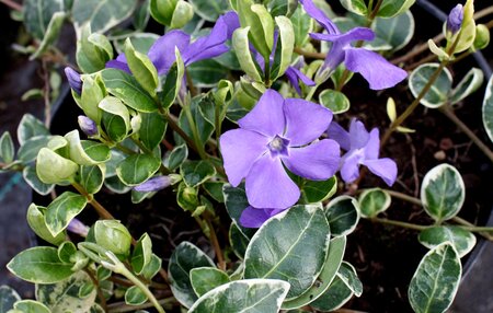 Vinca minor Ralph Shugart - image 1