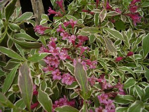 Weigela Florida Variegata - image 1