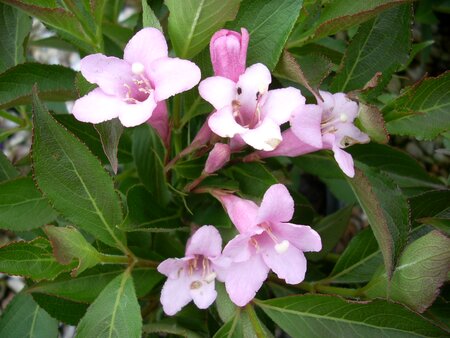 Weigela Pink Poppet - image 1