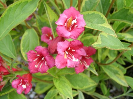 Weigela Red Prince - image 1